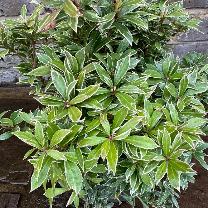 Pieris 'Little Goldy' (Pot Size 23cm) - image 3