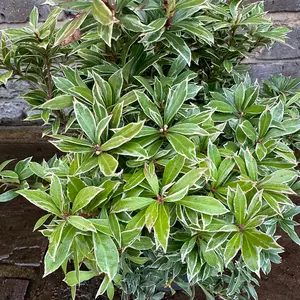 Pieris 'Little Goldy' (Pot Size 23cm) - image 3
