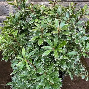 Pieris 'Little Goldy' (Pot Size 23cm) - image 4