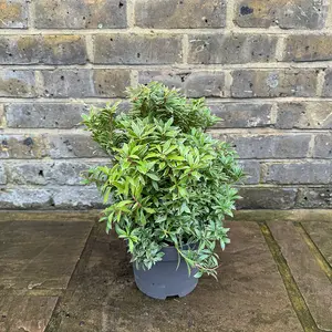 Pieris 'Little Goldy' (Pot Size 2L) - image 2