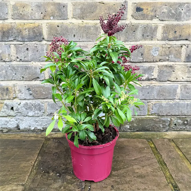 Pieris Passion (Pot Size 2L) - image 2