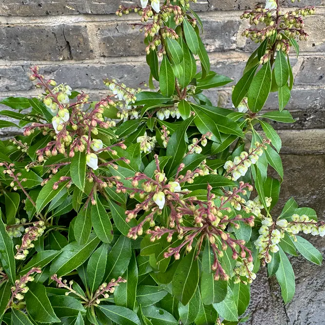 Pieris 'Rosalinda' (Pot Size 2L) - image 1