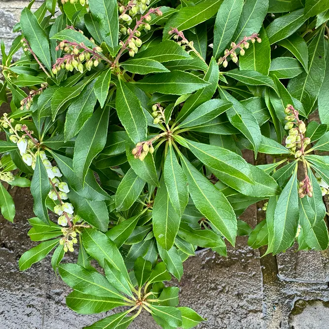 Pieris 'Rosalinda' (Pot Size 2L) - image 2