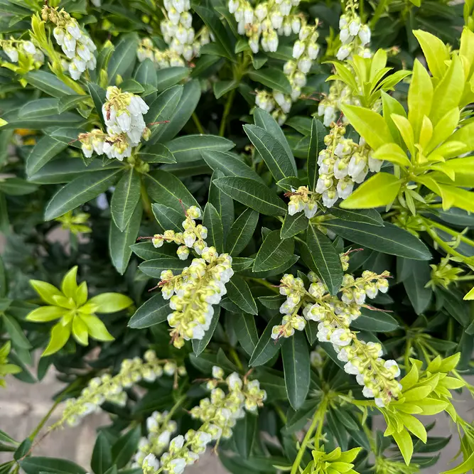 Pieris 'Variegata' (Pot Size 27cm) - image 3