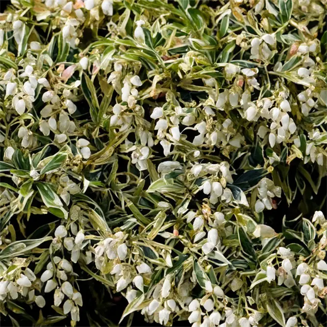 Pieris 'Variegata' (Pot Size 27cm) - image 1