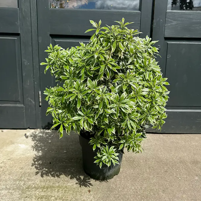 Pieris 'Variegata' (Pot Size 27cm) - image 2