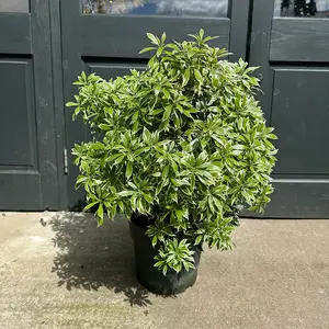 Pieris 'Variegata' (Pot Size 27cm) - image 2