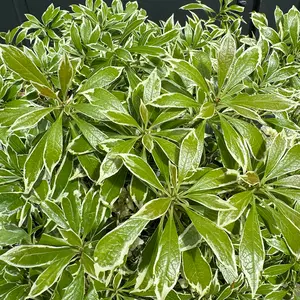 Pieris 'Variegata' (Pot Size 27cm) - image 4