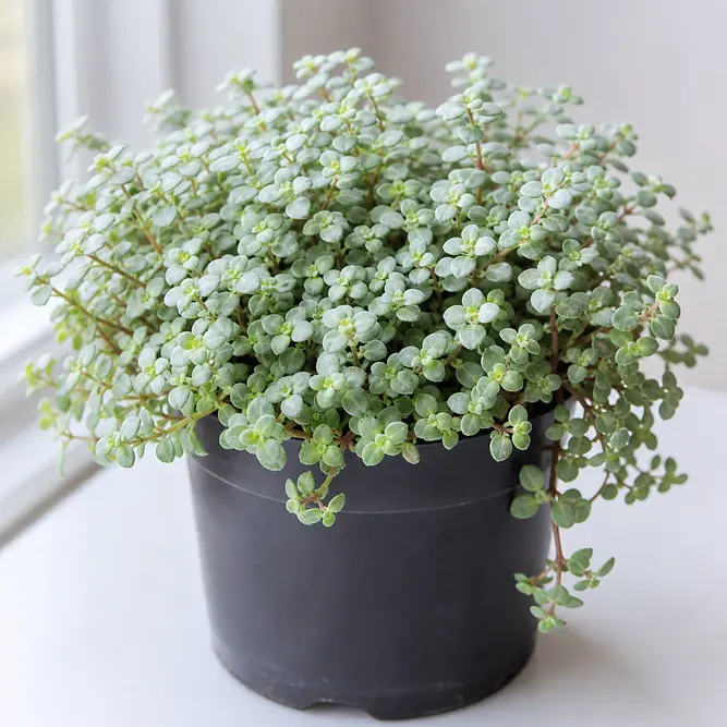 Pilea glauca 'Greysy' (Pot Size 12cm) Silver Sparkle Plant