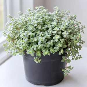 Pilea glauca 'Greysy'