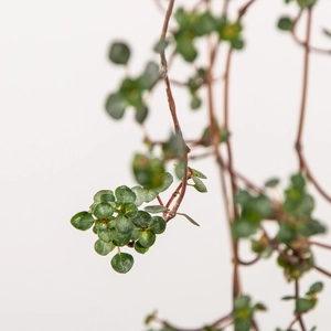 Pilea Glaucophylla Greyzy (14cm) Silver Sprinkles Pilea - image 2