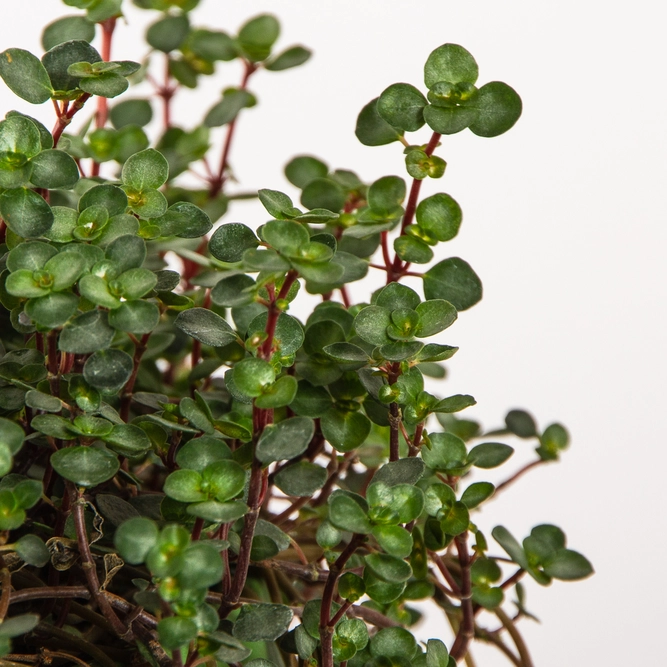 Pilea Glaucophylla Greyzy (14cm) Silver Sprinkles Pilea - image 3