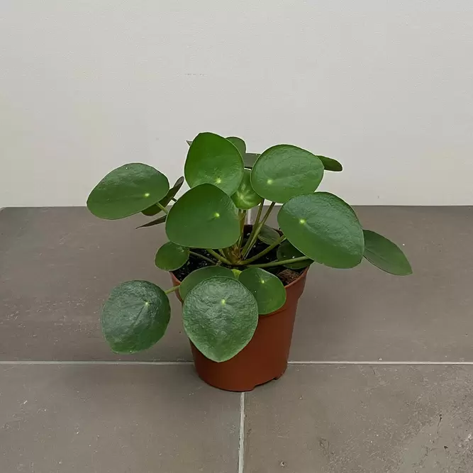 Pilea peperomioides (10.5cm) Chinese Money plant - image 3