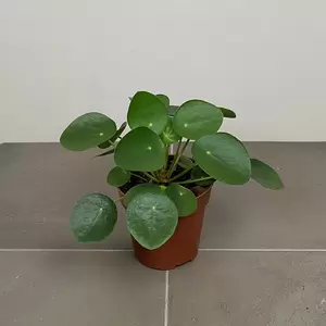 Pilea peperomioides (10.5cm) Chinese Money plant - image 3