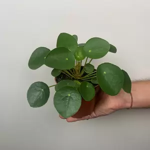 Pilea peperomioides (10.5cm) Chinese Money plant - image 4