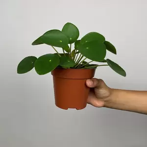 Pilea peperomioides (10.5cm) Chinese Money plant - image 5