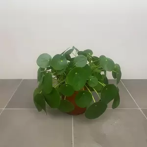 Pilea peperomioides (10.5cm) Chinese Money plant - image 6