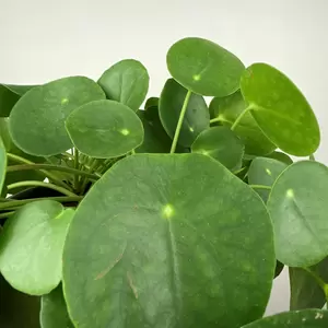 Pilea peperomioides (10.5cm) Chinese Money plant - image 7