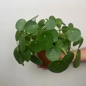 Pilea peperomioides (10.5cm) Chinese Money plant - image 8