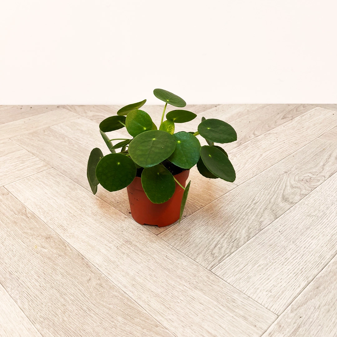 Pilea peperomioides (10.5cm) Chinese Money plant - The Boma Garden Centre