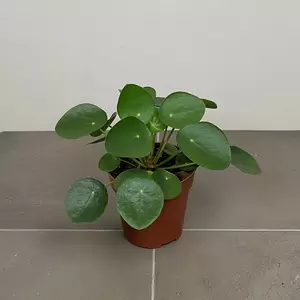 Pilea peperomioides (12cm) Chinese Money Plant - image 2