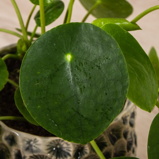 Pilea peperomioides (15cm) Chinese Money Plant - image 1