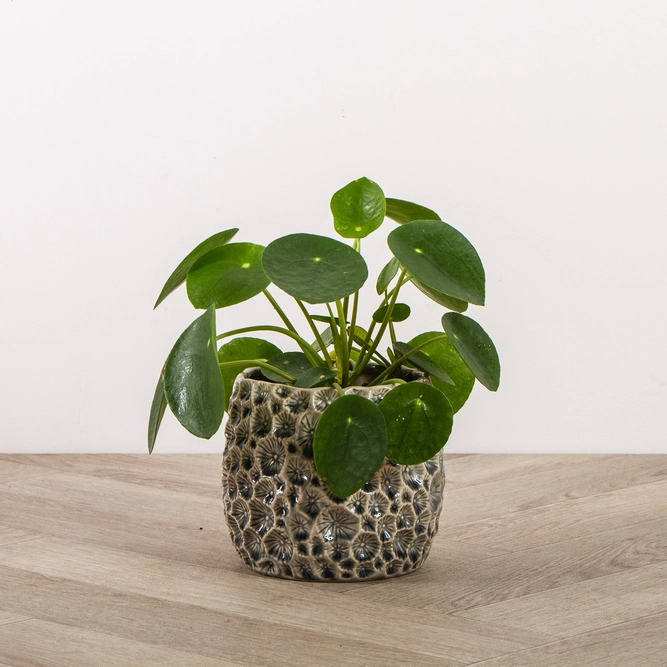 Pilea peperomioides (15cm) Chinese Money Plant - image 3