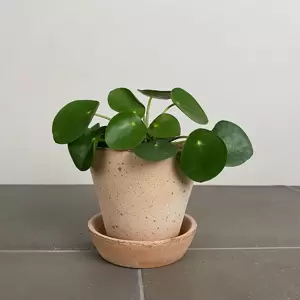 Pilea peperomioides (5.5cm) Chinese Money plant - image 4