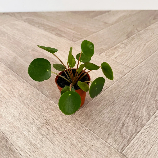 Pilea peperomioides (5.5cm) Chinese Money plant - image 2