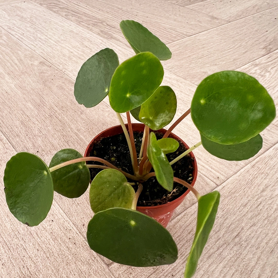 Pilea peperomioides (5.5cm) Chinese Money plant - The Boma Garden Centre