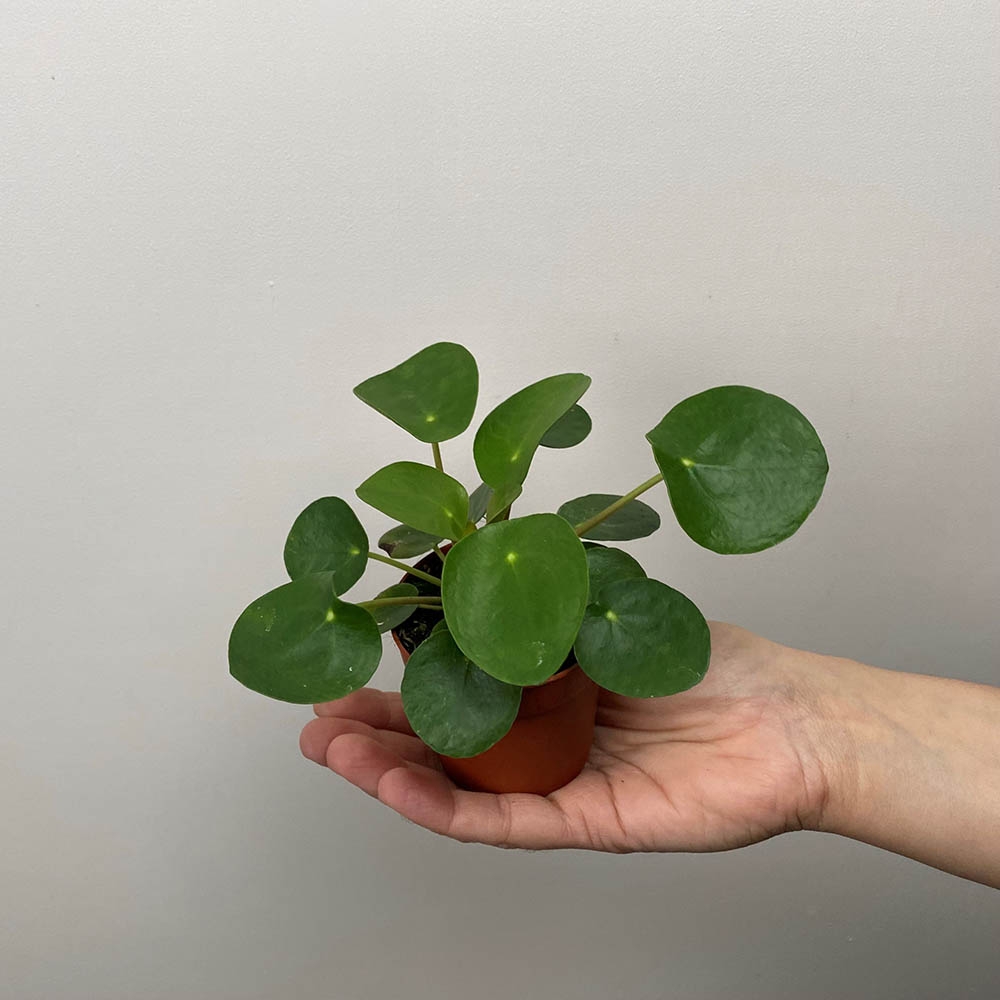 Pilea peperomioides (7cm) Chinese Money plant - The Boma Garden Centre
