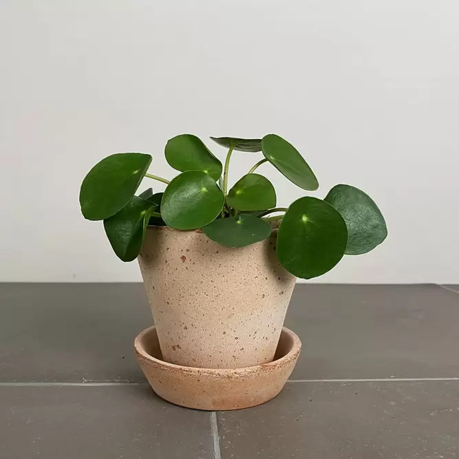 Pilea peperomioides (7cm) Chinese Money plant - image 2