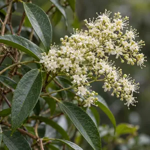 Pileostegia viburnoides