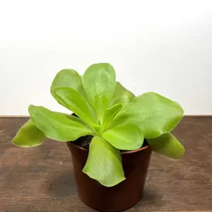 Pinguicula 'Tina' (Pot Size 8.5cm) Butterwort - image 1