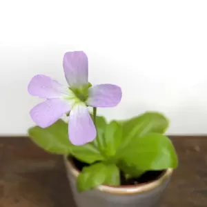 Pinguicula 'Tina' (Pot Size 8.5cm) Butterwort - image 2