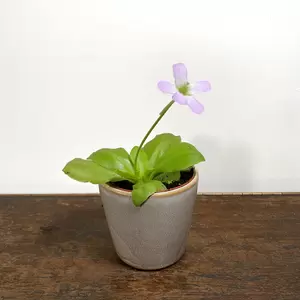 Pinguicula 'Tina' (Pot Size 8.5cm) Butterwort - image 3