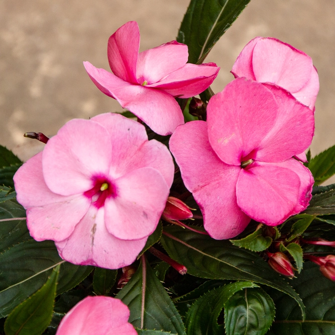 Pink New Guinea Impatiens (13cm pot) - image 1