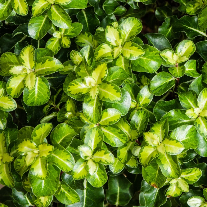 Pittosporum 'Gold Star' (5L) - image 1