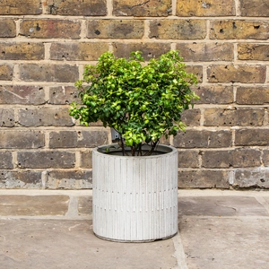 Pittosporum 'Gold Star' (5L) - image 2