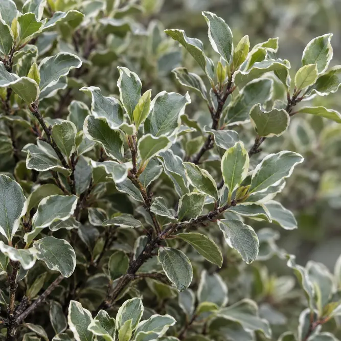 Pittosporum 'Silver Ball' (Pot Size 15L)