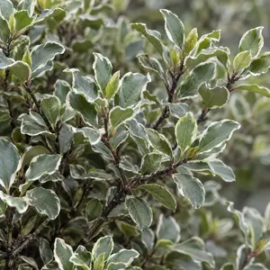 Pittosporum 'Silver Ball' (Pot Size 10L)