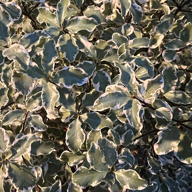 Pittosporum 'Silver Ball' (Pot Size 2L)