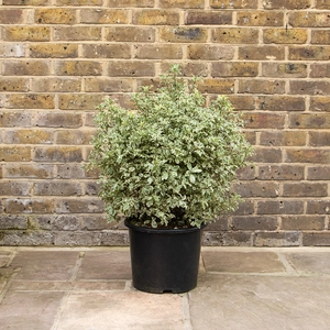 Pittosporum tenufolium 'Variegatum' (Pot Size 15L)