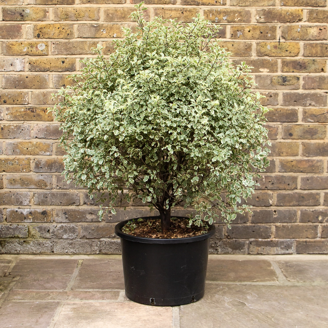 Pittosporum tenufolium 'Variegatum' (Pot Size 25L) The Boma Garden Centre
