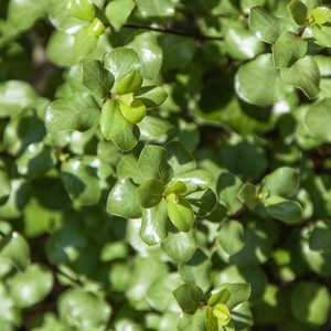 Pittosporum Tenufolium 'Wrinkled Blue' (2L) - Wrinkled Kohuhu - image 3