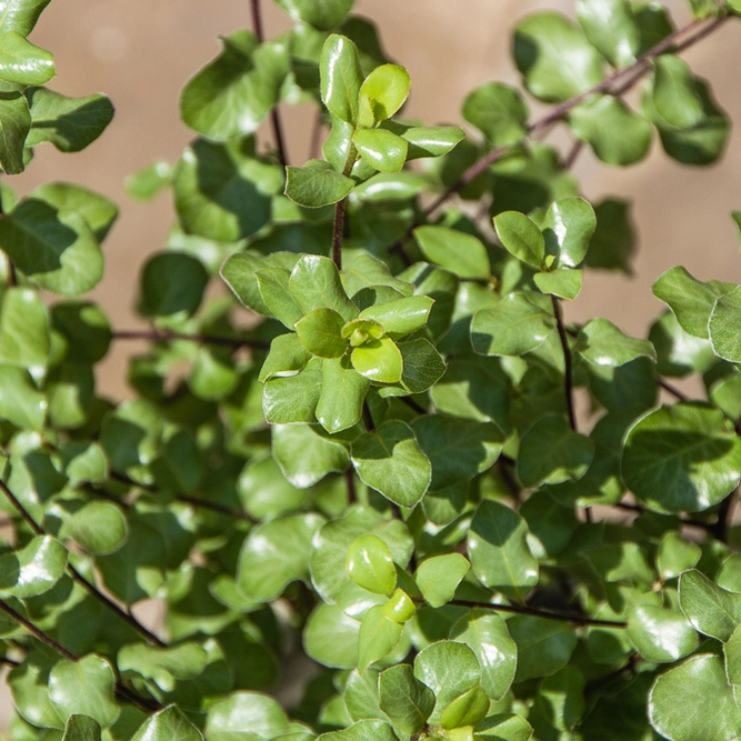 Pittosporum Tenufolium 'Wrinkled Blue' (2L) - Wrinkled Kohuhu - image 2