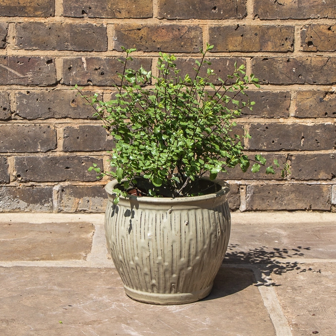 Pittosporum Tenufolium 'Wrinkled Blue' (2L) - Wrinkled Kohuhu - image 1