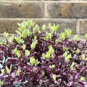 Pittosporum tenuifolium 'Bannow Bay' (Pot Size 10L) - image 1