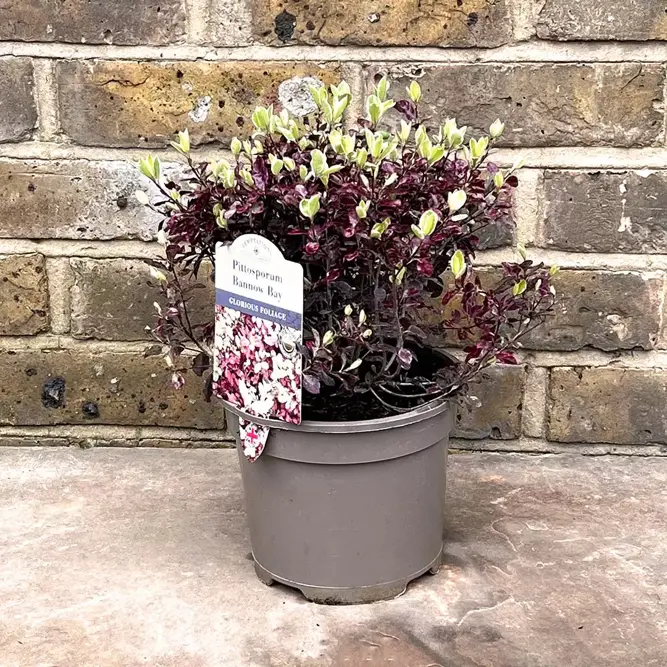 Pittosporum tenuifolium 'Bannow Bay' (Pot Size 10L) - image 2