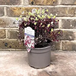 Pittosporum tenuifolium 'Bannow Bay' (Pot Size 10L) - image 2